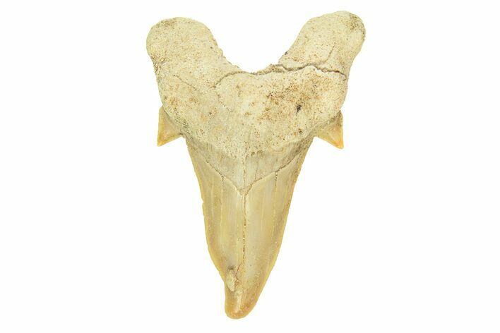 Pathological Otodus Shark Tooth - Morocco #289625